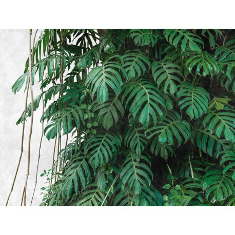Fototapet Jungla tropicala Monstera