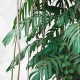 Fototapet Jungla tropicala Monstera - detaliu