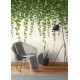 Fototapet Iedera curgatoare - decorare