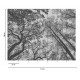 Fototapet Padure alb negru - dimensiuni