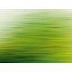 Fototapet verde - Reflexia padurii