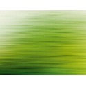 Fototapet verde - Reflexia padurii