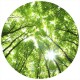 Fototapet natura WG 5439-R 140x140 cm