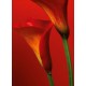 Fototapet floral WG 00406 183x254 cm
