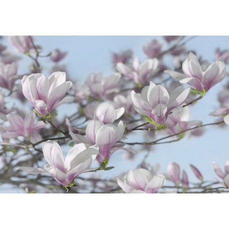 Fototapet Magnolii