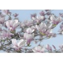 Fototapet Magnolii